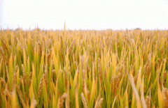 ����Ʈ��ӭ����|���ɱ����ǳ�����������������