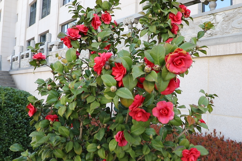 ��ҳ - ���ɱ����ǹ��ʹٷ���վ